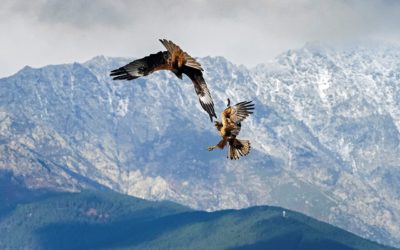 Reisverslag fotoreis Spanje in november – Roofvogels, kraanvogels en steenbokken