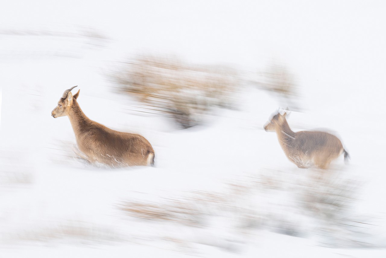 Steenbokken rennen fotoreis Spanje © Herman van der Hart