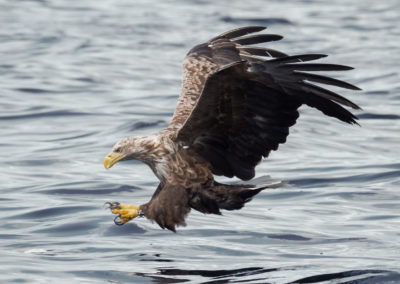 Zeearend tijdens fotoreis Isle of Mull Schotland Nature Talks