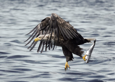 Zeearend tijdens fotoreis Isle of Mull Schotland Nature Talks