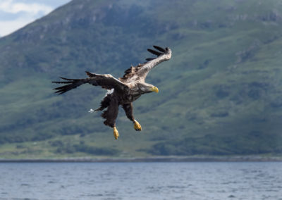 Zeearend tijdens fotoreis Isle of Mull Schotland Nature Talks