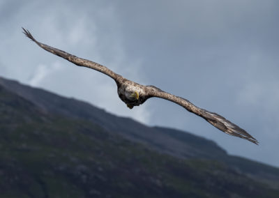 Zeearend tijdens fotoreis Isle of Mull Schotland Nature Talks