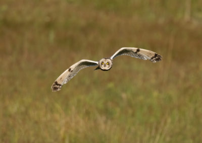 Uil tijdens fotoreis Isle of Mull Schotland Nature Talks