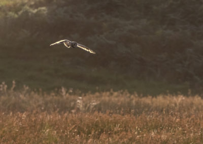 Uil tijdens fotoreis Isle of Mull Schotland Nature Talks