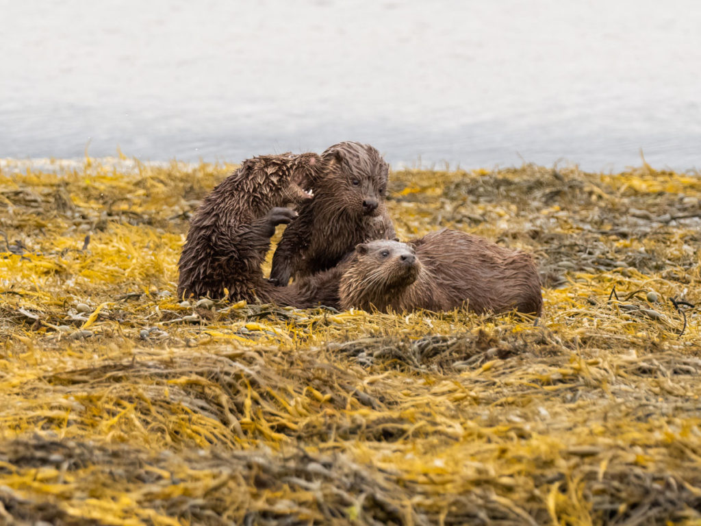 Otters tijdens fotoreis Isle of Mull Schotland Nature Talks