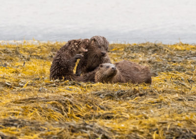 Otters tijdens fotoreis Isle of Mull Schotland Nature Talks