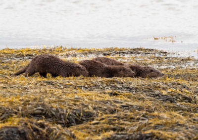 Otters tijdens fotoreis Isle of Mull Schotland Nature Talks