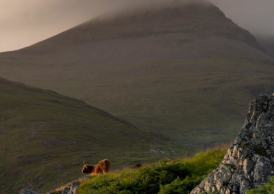 Koeien bij Ben More tijdens fotoreis Isle of Mull Schotland Nature Talks