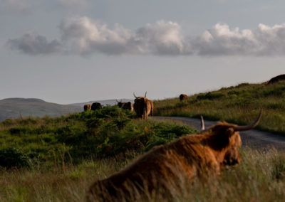 Koeien fotoreis Isle of Mull Schotland Nature Talks