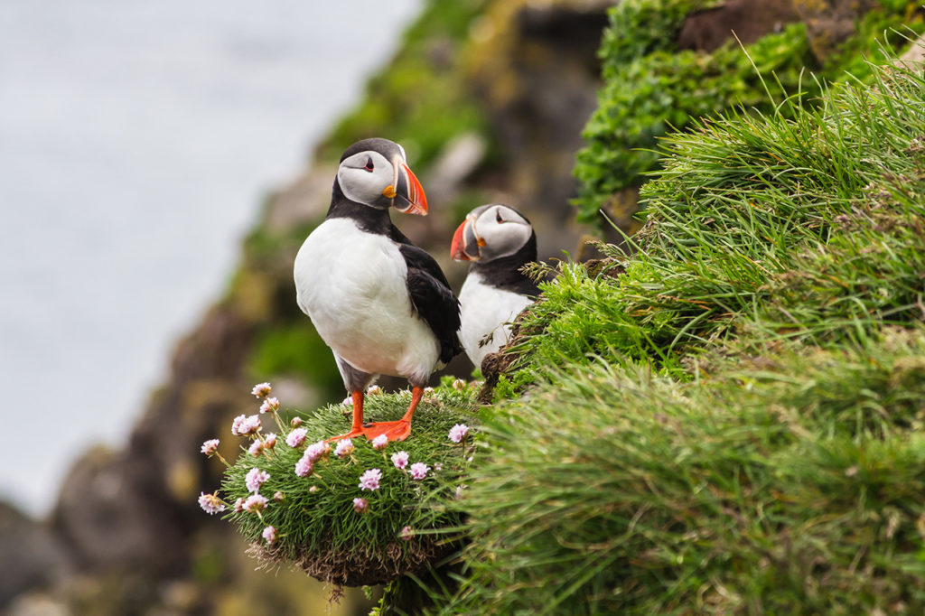 Fotoreis Ijsland Papegaaijduikers Nature Talks Fotoreizen zomer