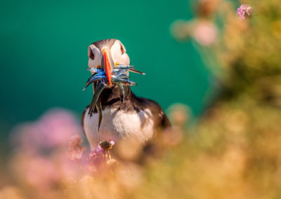 Fotoreis papegaaiduiker met eten voor kroost