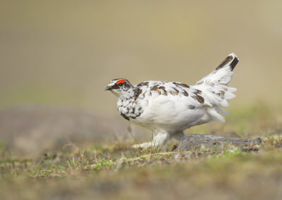 Fotoreis IJsland Zomer Sneeuwhoen