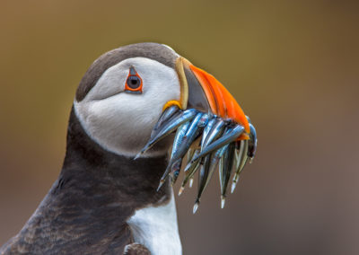 Fotoreis Nature Talks papegaaiduiker met voedsel