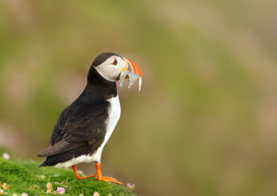 Fotoreis IJsland papegaaiduiker met voedsel