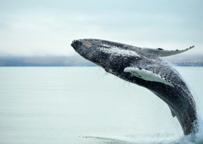 Fotoreis Ijsland zomer bultrug springt uit water tijdens walvisexcursie