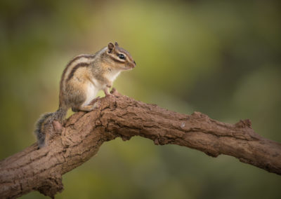 Fotoworkshop Siberische grondeekhoorn in wandelbos Tilburg