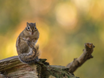 Fotoworkshop Siberische grondeekhoorn