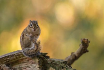 Fotoworkshop Siberische grondeekhoorn in wandelbos Tilburg