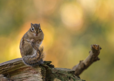 Fotoworkshop Siberische grondeekhoorn in wandelbos Tilburg