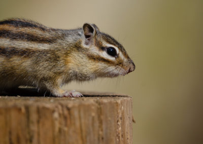 Fotoworkshop Siberische grondeekhoorn in wandelbos Tilburg