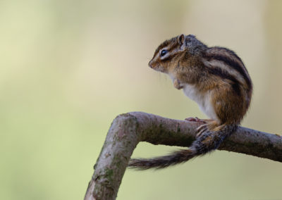 Fotoworkshop Siberische grondeekhoorn in wandelbos Tilburg