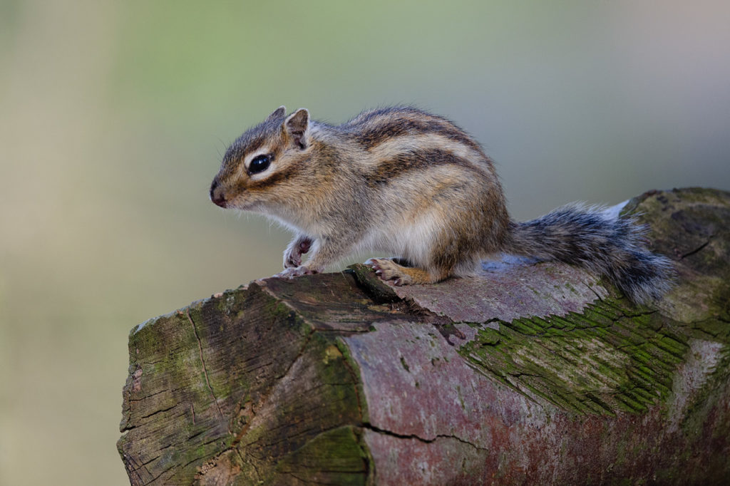 Fotoworkshop Siberische grondeekhoorn in wandelbos Tilburg