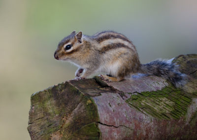 Fotoworkshop Siberische grondeekhoorn in wandelbos Tilburg