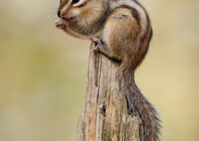 Natuurfotoworkshop Siberische grondeekhoorn in wandelbos Tilburg