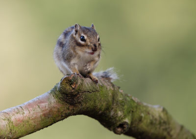 Fotoworkshop Siberische grondeekhoorn wandelbos Tilburg