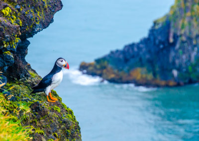 Papegaaijduiker Fotoreis Ijsland zomer Nature Talks Fotoreizen