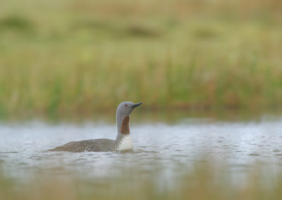 Roodkeelduiker Fotoreis IJsland