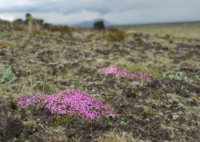 Bloemetjes in lavaveld Fotoreis IJsland