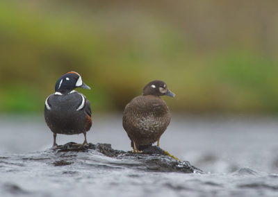 Harlekijneendjes Fotoreis IJsland zomer