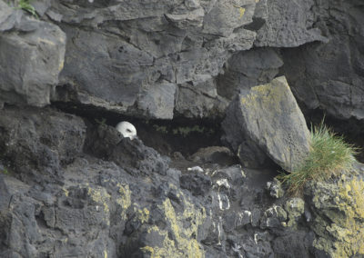 Nest op de klif met een meeuwensoort Fotoreis IJsland zomer