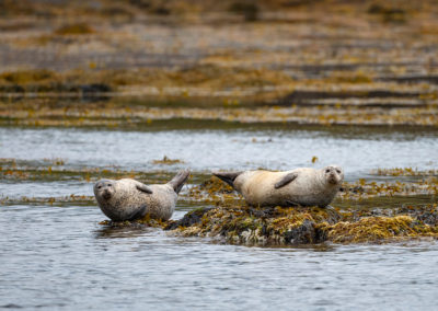zeehonden-aan-het-chillen-tijdens-Fotoreis-Ijsland-zomer