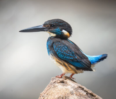 Javaanse blauwborstijsvogel