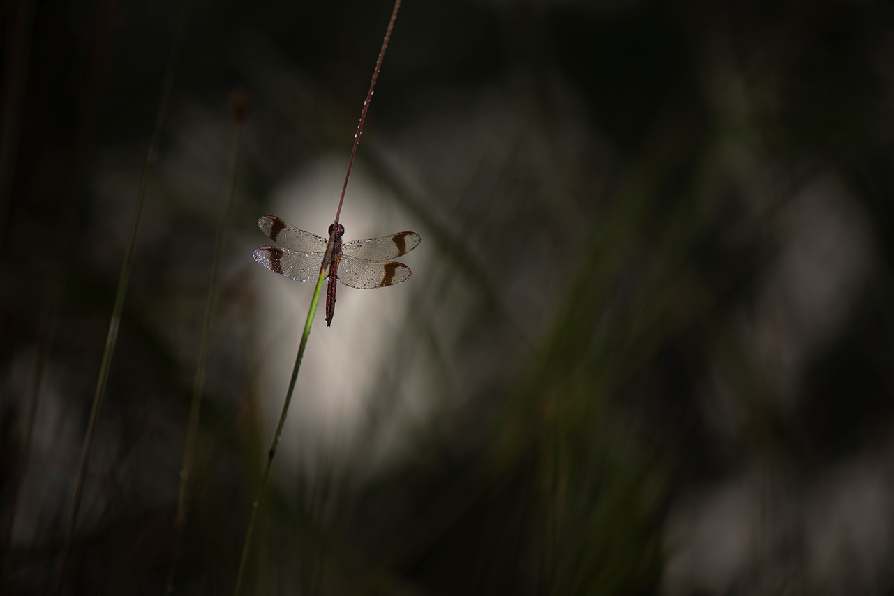 Foto van witte bloesem