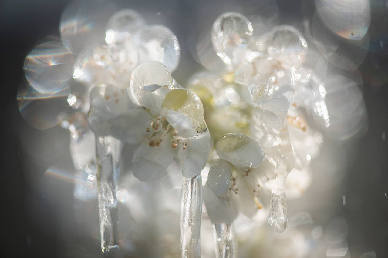 Foto van witte bloesem