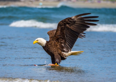 Portfolio Janick Bald Eagle - Canada