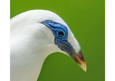 Portfolio Janick Bali Starling - Indonesia