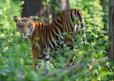 Portfolio Janick Bengal Tiger - India