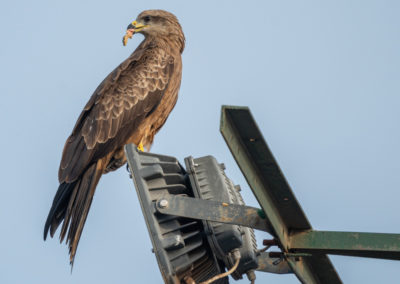 Portfolio Janick Black Kite - India