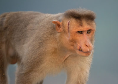 Portfolio Janick Bonnet Macaque - India