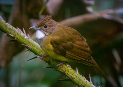 Portfolio Janick Bown-Cheecked Bulbul - Indonesia