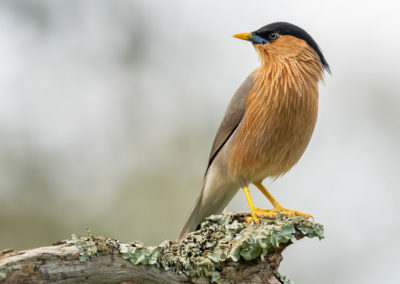 Portfolio Janick Brahimny Starling - India