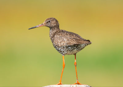 Portfolio Janick Common Redshank - Belgium