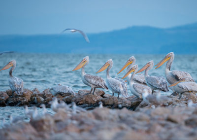 Portfolio Janick Dalmatian Pelican - Greece