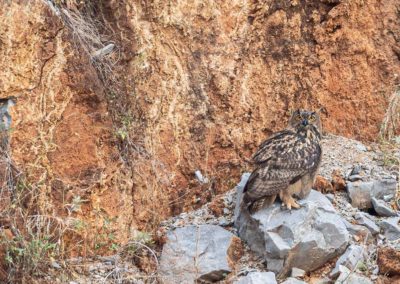 Portfolio Janick Eurasian Euge-Owl - Greece