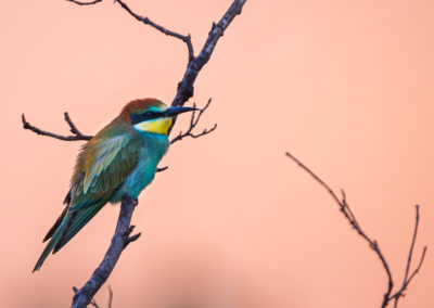 Portfolio Janick European Bee-Eater - Greece