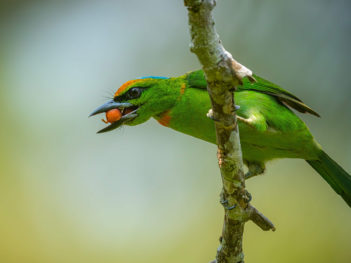 Fotoreis Indonesië: Java